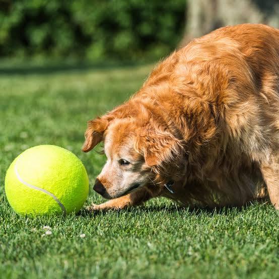 Jumbo Tennis Ball for Dogs - 9.5 Inch Giant Inflatable Dog Toy with Basketball Core - Dog.Dog.Cat.