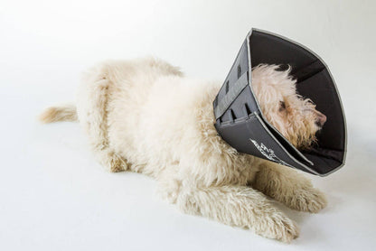All Four Paws - The Original Comfy Cone - Dog.Dog.Cat.