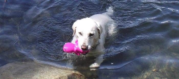 Cycle Dog - 3-Play Hippo Dog Toy - Dog.Dog.Cat.