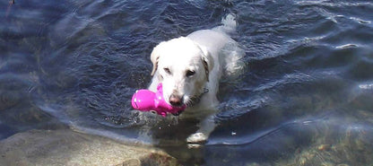 Cycle Dog - 3-Play Hippo Dog Toy - Dog.Dog.Cat.