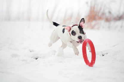 Dog Ring Toy - Dog.Dog.Cat.