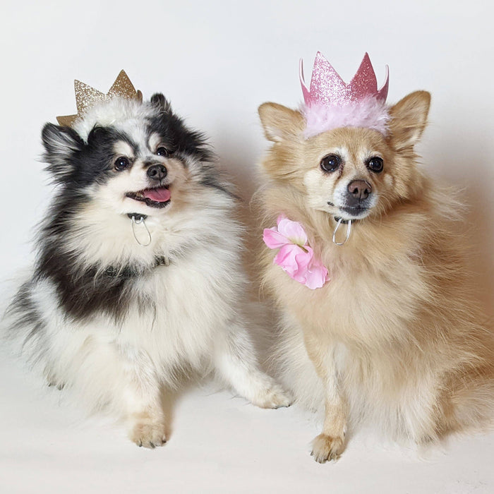 Huxley & Kent - H&K Party Crown Gold with SnugFit® - Dog.Dog.Cat.