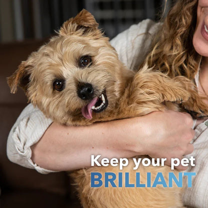 InClover Dental Supplement for Dogs + Cats (BioBrilliant) - Dog.Dog.Cat.