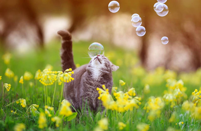 Meaty Bubbles - Smokey Bacon Bubbles - Dog.Dog.Cat.