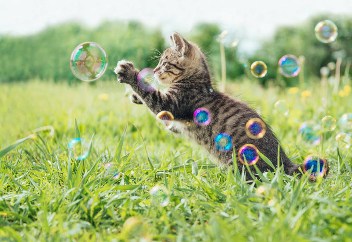 Meaty Bubbles - Smokey Bacon Bubbles - Dog.Dog.Cat.