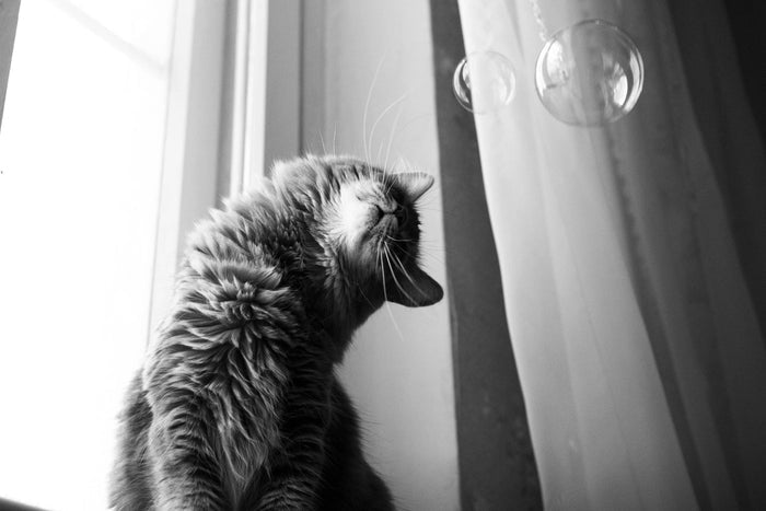 Meaty Bubbles - Smokey Bacon Bubbles - Dog.Dog.Cat.