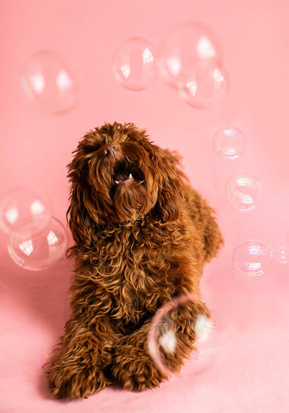 Meaty Bubbles - Smokey Bacon Bubbles - Dog.Dog.Cat.