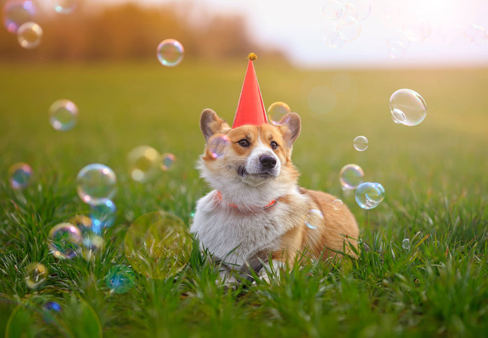 Meaty Bubbles - Smokey Bacon Bubbles - Dog.Dog.Cat.