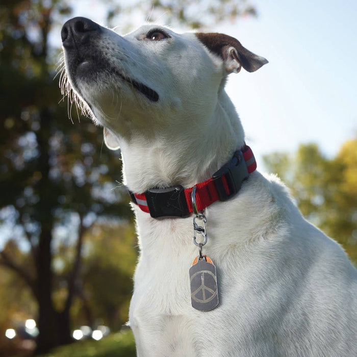 Nite Ize S-Biner TagLock Stainless Steel Stainless - Dog.Dog.Cat.