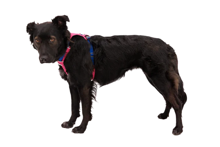Ruffwear Hi & Light Lightweight Harness - Dog.Dog.Cat.