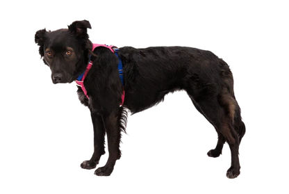 Ruffwear Hi & Light Lightweight Harness - Dog.Dog.Cat.