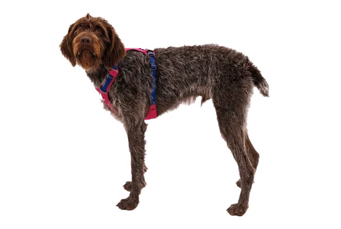 Ruffwear Hi & Light Lightweight Harness - Dog.Dog.Cat.