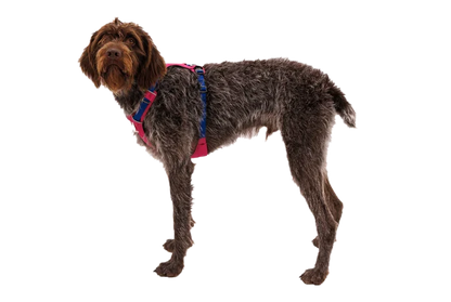 Ruffwear Hi & Light Lightweight Harness - Dog.Dog.Cat.