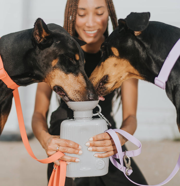 Springer - Dog Travel Water Bottle | Growler 44 oz - Dog.Dog.Cat.