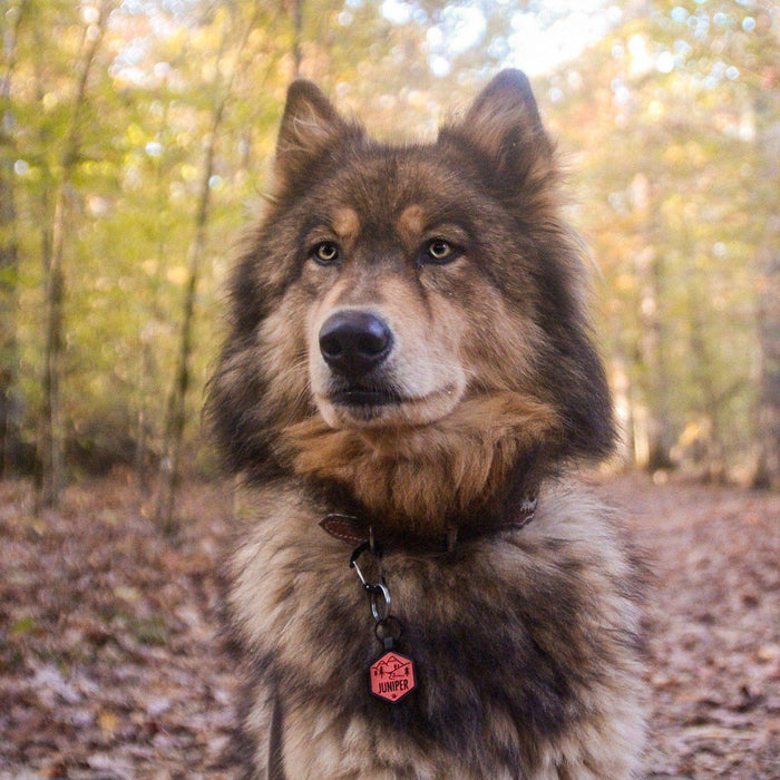 Stay Wild Silicone ID Tag: Taupe - Dog.Dog.Cat.