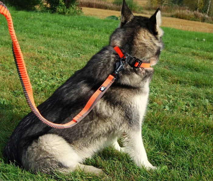 Truelove Nylon Bungee Dog Leash TLL2271 - Dog.Dog.Cat.