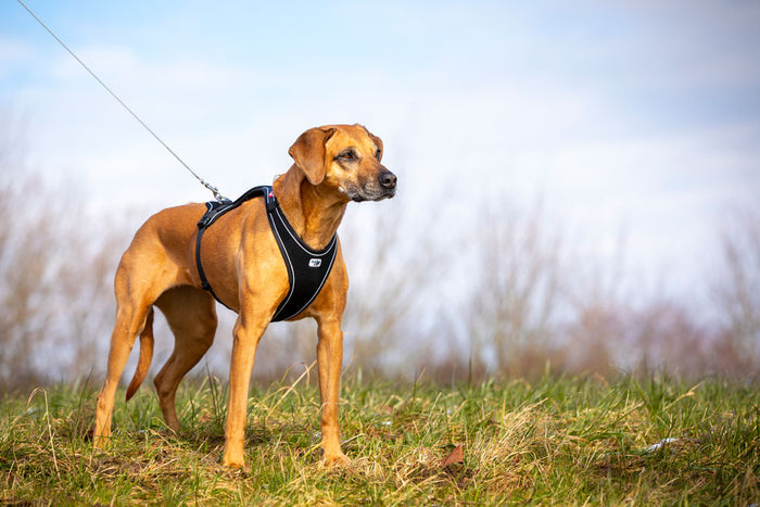 Ultra Strong Pocket Dog Leash The smallest, lightest and strongest Dog or Cat Leash - Dog.Dog.Cat.